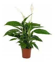 SPATHIPHYLLUM M24