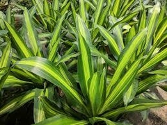 DRACENA MASSANGEANA