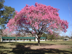 LAPACHO ROSADO