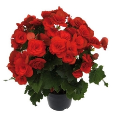 BEGONIA ELATIOR - comprar online