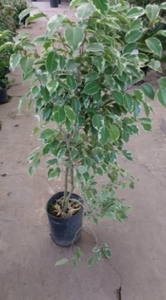 FICUS DISCIPLINADO