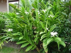 HEDYCHIUM CORONARIUS - CAÑA DE AMBAR en internet