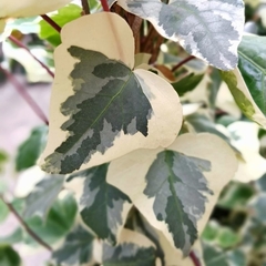 HIEDRA VARIEGADA