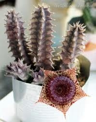 HUERNIA