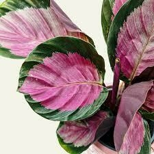 Calathea roseopicta