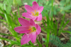 ZEPHIRANTHUS ROSADO - BROTES VIVERO