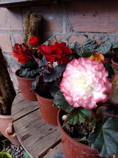 BEGONIA TUBEROSA