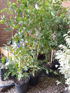 FICUS ejemplar gigante