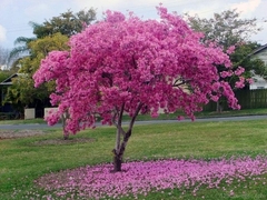 LAPACHO ROSADO - comprar online