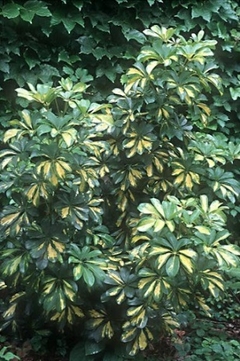 ARALIA AUREA