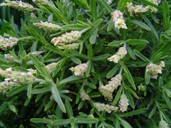 LAVANDA BLANCA