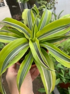 DRACENA LEMON