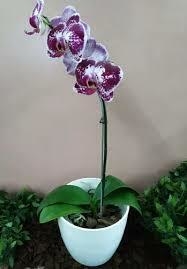 ORQUIDEA PHALAENOPSIS