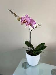 ORQUIDEA PHALAENOPSIS - comprar online