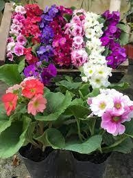 PRIMULAS OBCONICAS - comprar online