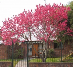 DURAZNO DE FLOR