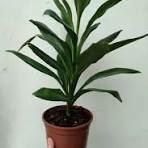 DRACENA ROBUSTA