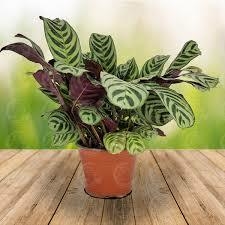 CALATHEA PUERTORRIQUEÑA M15