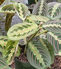 CALATHEA MARANTA TRICOLOR