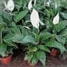 SPATHIPHYLLUM M15