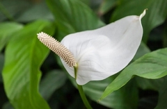 SPATHIPHYLLUM/LIRIO DE LA PAZ M19