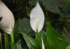 SPATHIPHYLLUM/LIRIO DE LA PAZ M19 - comprar online