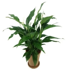 SPATHIPHYLLUM/LIRIO DE LA PAZ M19 en internet