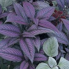 STROBILANTHES (escudo persa)