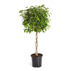 FICUS TRENZADO