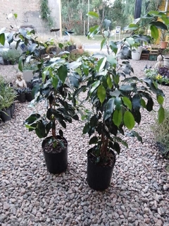 FICUS ejemplar gigante - comprar online