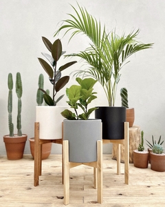 Maceta 26 cm + Soporte + Planta