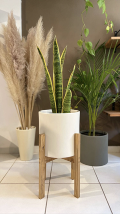 Maceta 22 cm + Soporte + Planta - comprar online