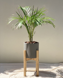 Maceta 22 cm + Soporte + Planta