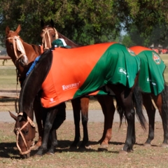 Manta de Cancha Técnica La Cañada Polo, manta para caballos.