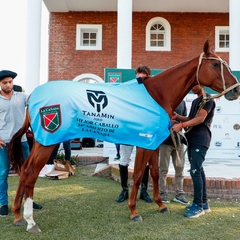 Manta sudadera 2025 para caballos argentinos