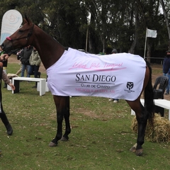 Manta de Polo, Manta de Premoción, Manta de Presentación, Torneo de Polo, Manta Mejor Caballo, Manta Mejor Ejemplar, Cria Polo Argentino, Caballos, Caballos de Polo, Manta Liga Amateur Polo, Manta San Diego Polo Club, Manta Ladies Cup