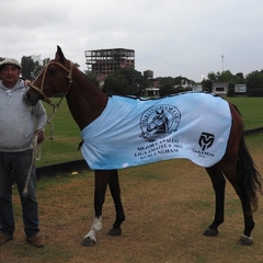 Manta de Polo, Manta de Premoción, Manta de Presentación, Torneo de Polo, Manta Mejor Caballo, Manta Mejor Ejemplar, Cria Polo Argentino, Caballos, Caballos de Polo, Manta Liga Amateur Polo, Manta Hurlingham Polo Club