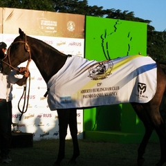 Manta de Polo, Manta de Premoción, Manta de Presentación, Torneo de Polo, Manta Mejor Caballo, Manta Mejor Ejemplar, Cria Polo Argentino, Caballos, Caballos de Polo, Manta Abierto Argentino de Polo, Manta Hurlingham Polo Club