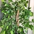 Planta De Ficus - comprar online