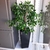 Planta De Ficus