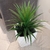 Planta Yucca