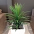 Planta Yucca - comprar online