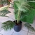 Planta Palmera 150