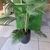 Planta Palmera 150 - comprar online