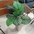 Planta Peperonia 13 Hojas - comprar online