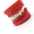 Modelo de prótese dentária, modelo padrão de mandíbula, modelo de ensino de prótese dentária de demonstração - comprar online