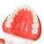 Modelo de prótese dental, modelo para ensino de prótese dentária - comprar online