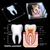 Conjunto de 6 dentes de modelo anatômico