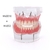 Imagem do Modelo para dentaduras e próteses dentárias, dispositivo removível de uso interno para ensino de dentes com implante