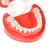 Modelo de prótese dental, modelo para ensino de prótese dentária - loja online